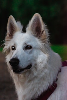 A white long-haired dog with pointed ears is looking intently with bright eyes. The background is blurred with hints of greenery, emphasizing the dog as the focal point. The dog's fur appears clean and well-groomed, and it wears a red collar.