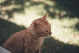 A British Shorthair cat sitting calmly in a sunlit garden area.