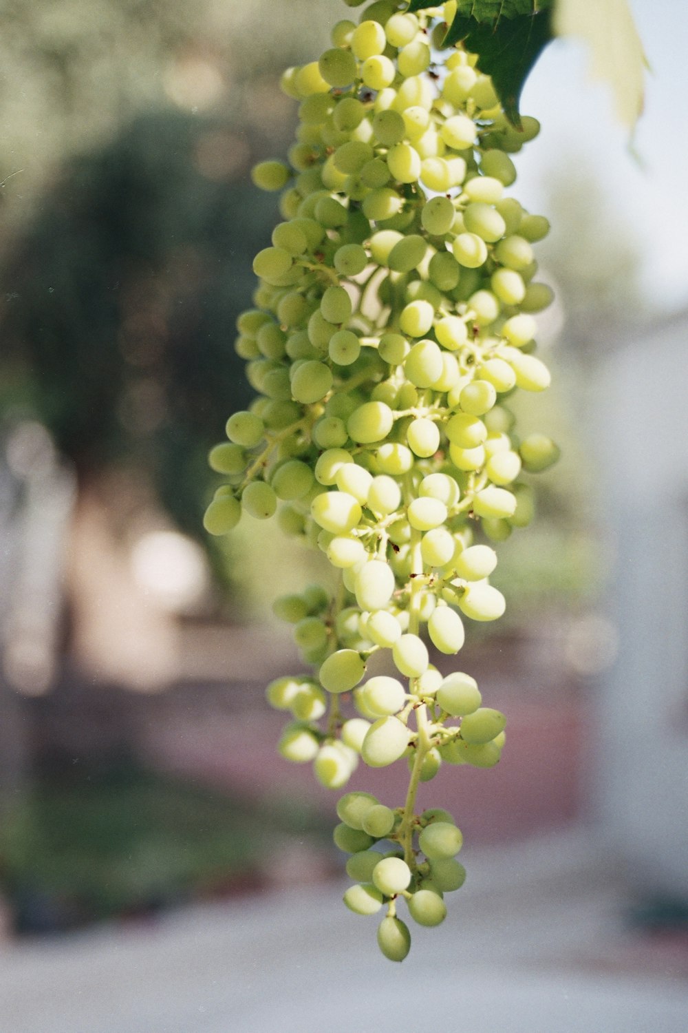 Ein Strauß grüner Trauben, die an einem Baum hängen