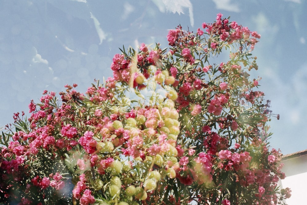 a tree filled with lots of pink flowers