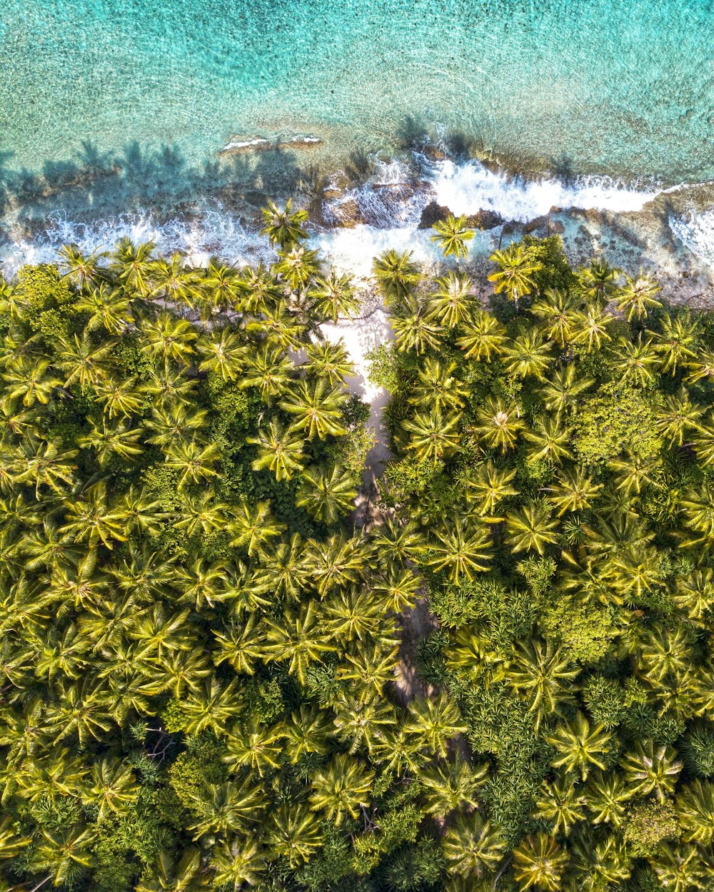 an aerial view of a beach with palm trees