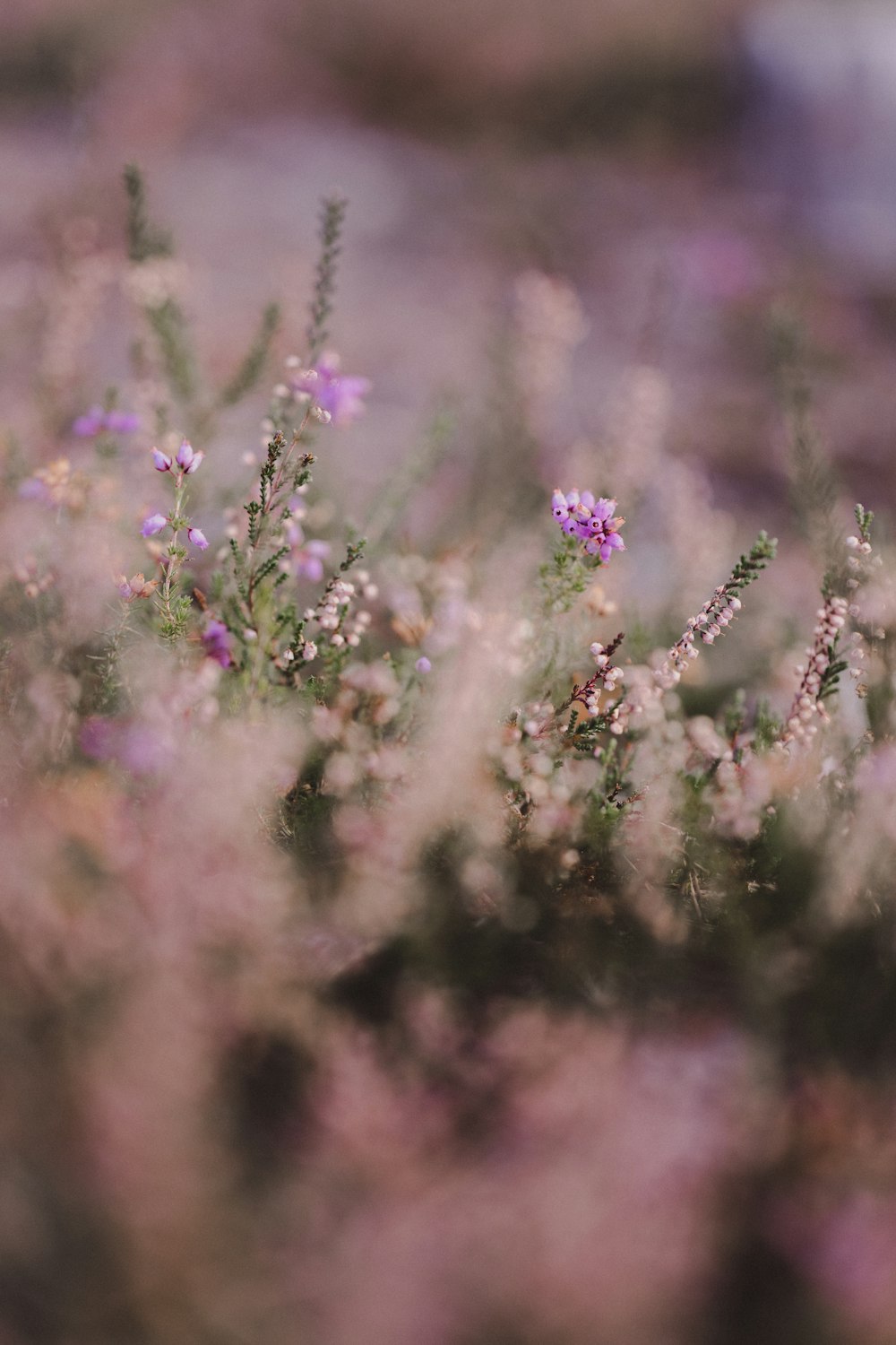 a bunch of flowers that are in the grass