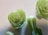 Green vegetables arranged on a light surface, including a carved piece resembling a flower. The texture and shape of the vegetables suggest freshness.