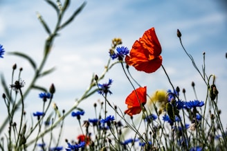 a bunch of flowers that are in the grass