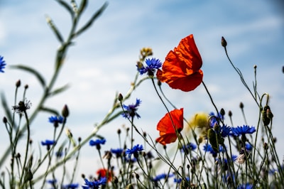 a bunch of flowers that are in the grass