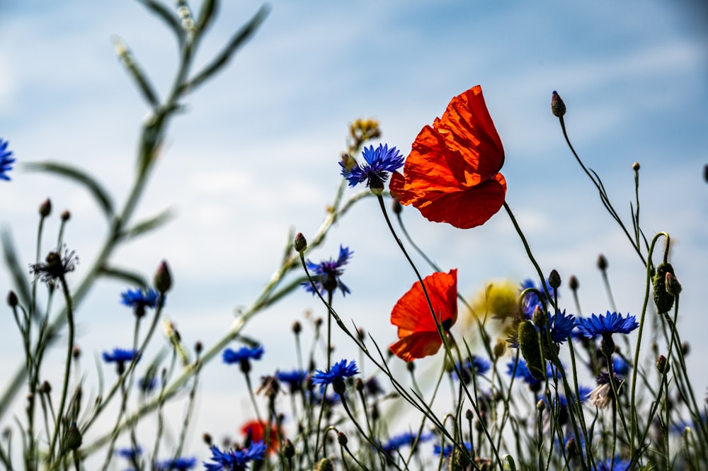 un ramo de flores que están en la hierba