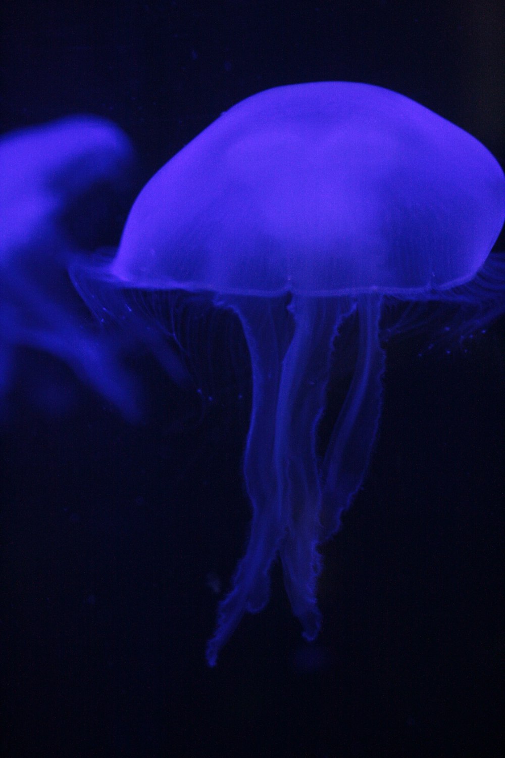 a blue jellyfish floating in the dark water