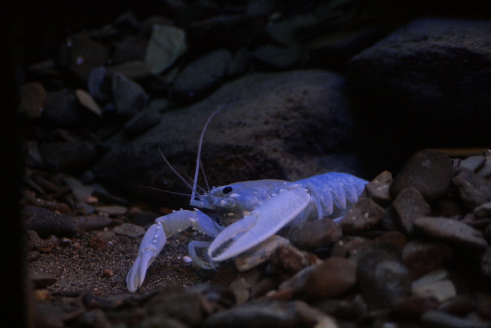 a blue crab is sitting on some rocks