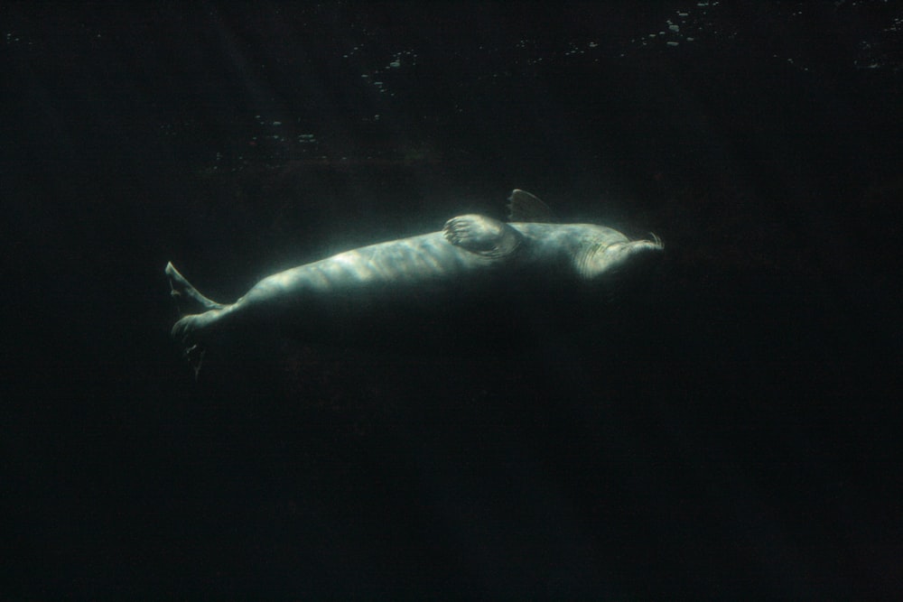 a large white animal floating in the water