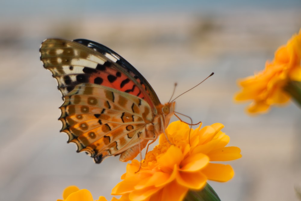 a butterfly sitting on top of a yellow flower