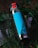 A stainless steel insulated bottle with a blue label and a red flip-top lid is situated among green foliage. The bottle appears to be designed for keeping liquids hot or cold and is partially obscured by leaves, suggesting an outdoor setting.