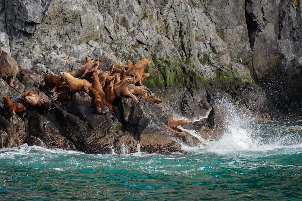 a group of sea lions playing on the rocks