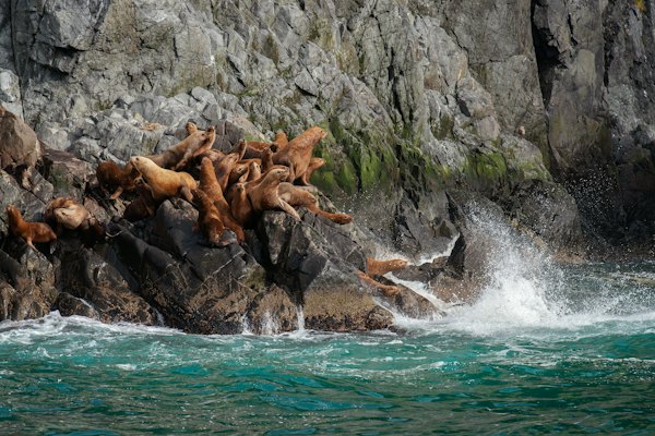 A group of sea lions playing on the rocks — Kamchatka, Russia