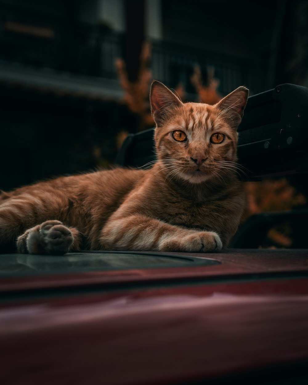 a cat laying on the hood of a car