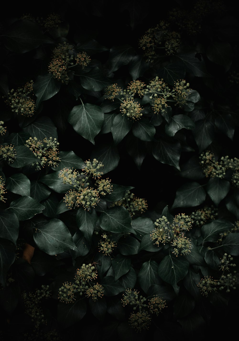 um monte de folhas verdes e flores em um fundo preto