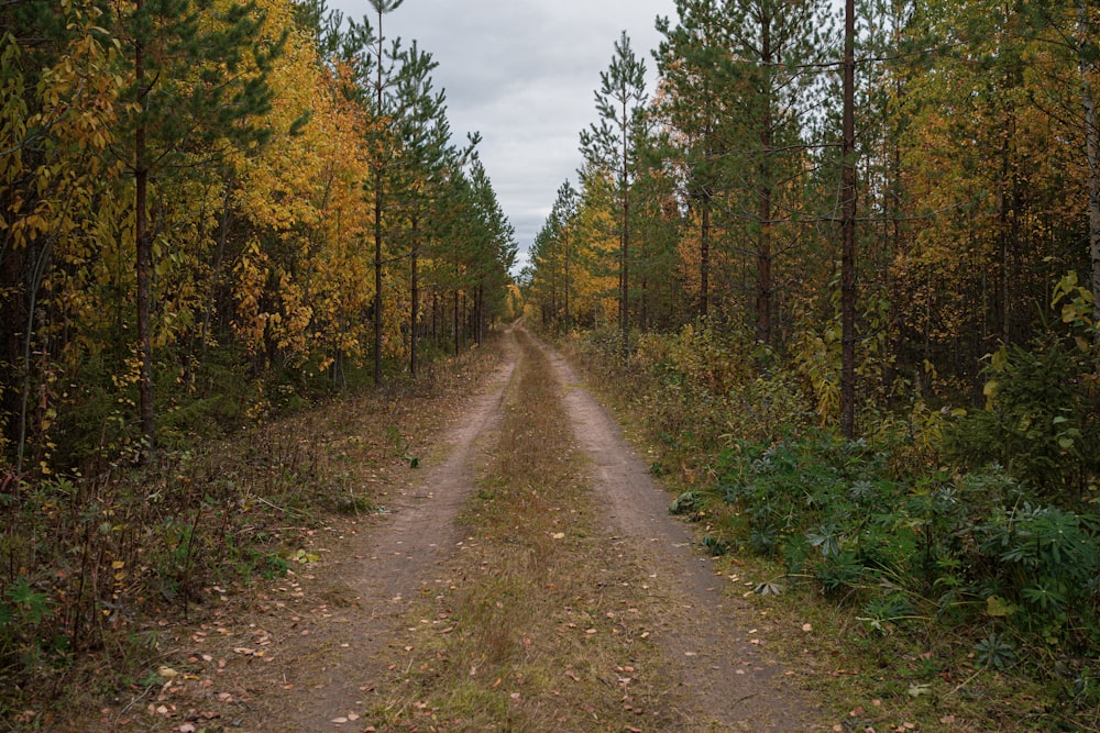 a dirt road in the middle of a forest