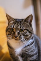 A close-up image of a tabby cat with a white chest and big round eyes. The cat is facing forward with its ears perked up and is slightly turned to one side. The background is blurred, with a hint of yellowish-brown color and appears to be an indoor setting.