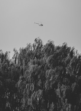 A black and white image of a helicopter flying above tall, dense trees with thick foliage swaying in the wind.