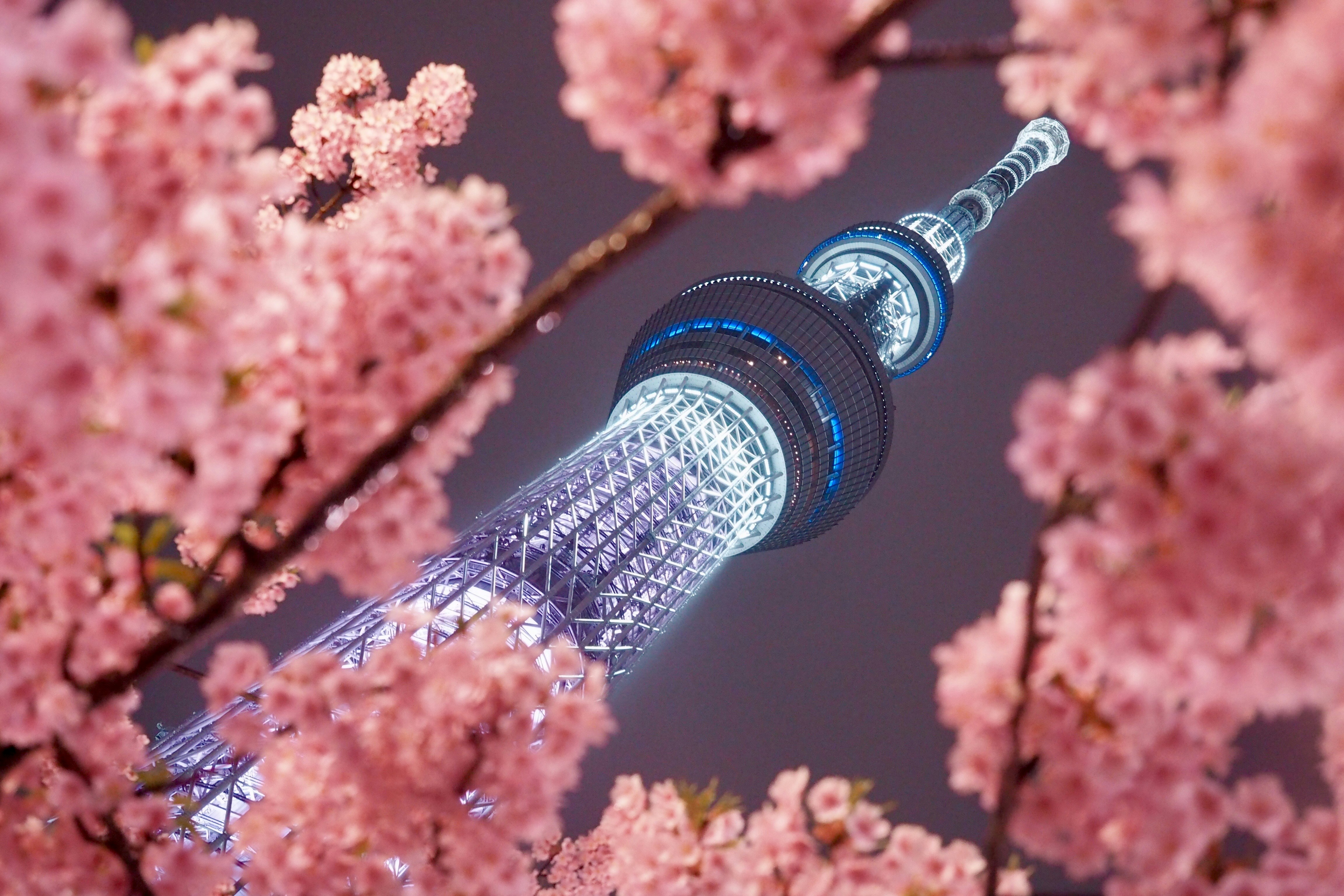 Tokyo skyline at night with illuminated skyscrapers, Mount Fuji silhouette in background, pink cherry blossoms in foreground