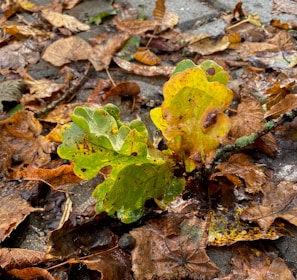 Volunteers planting young saplings beside a centuries-old oak