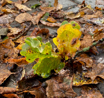 A vibrant row of young maple and oak trees thriving in the nursery's sunlit beds.