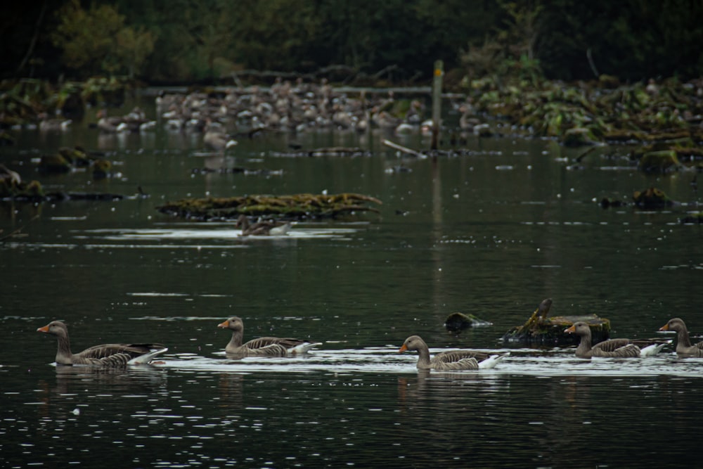 a flock of ducks floating on top of a lake