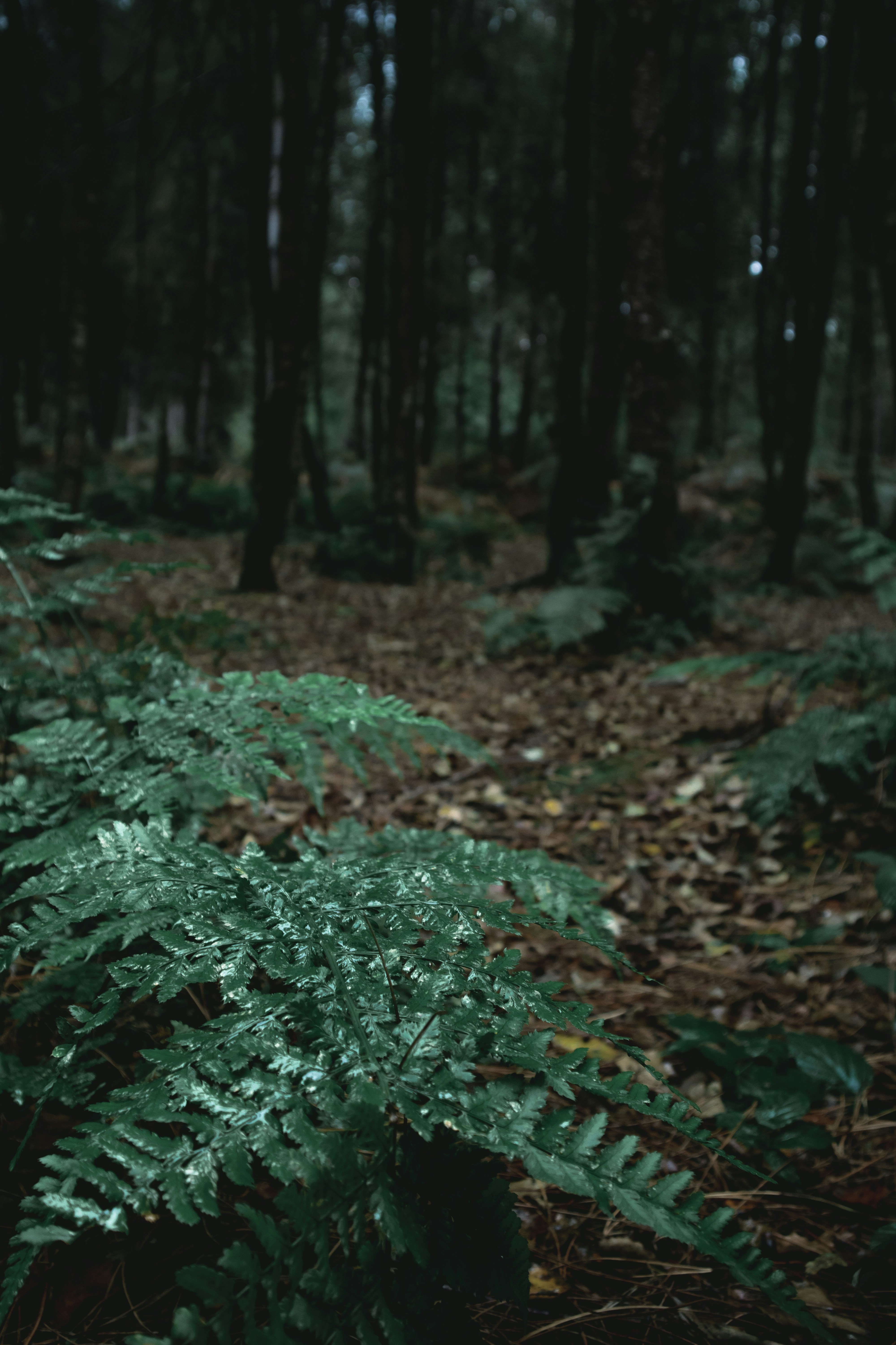 Photo by matchaforest