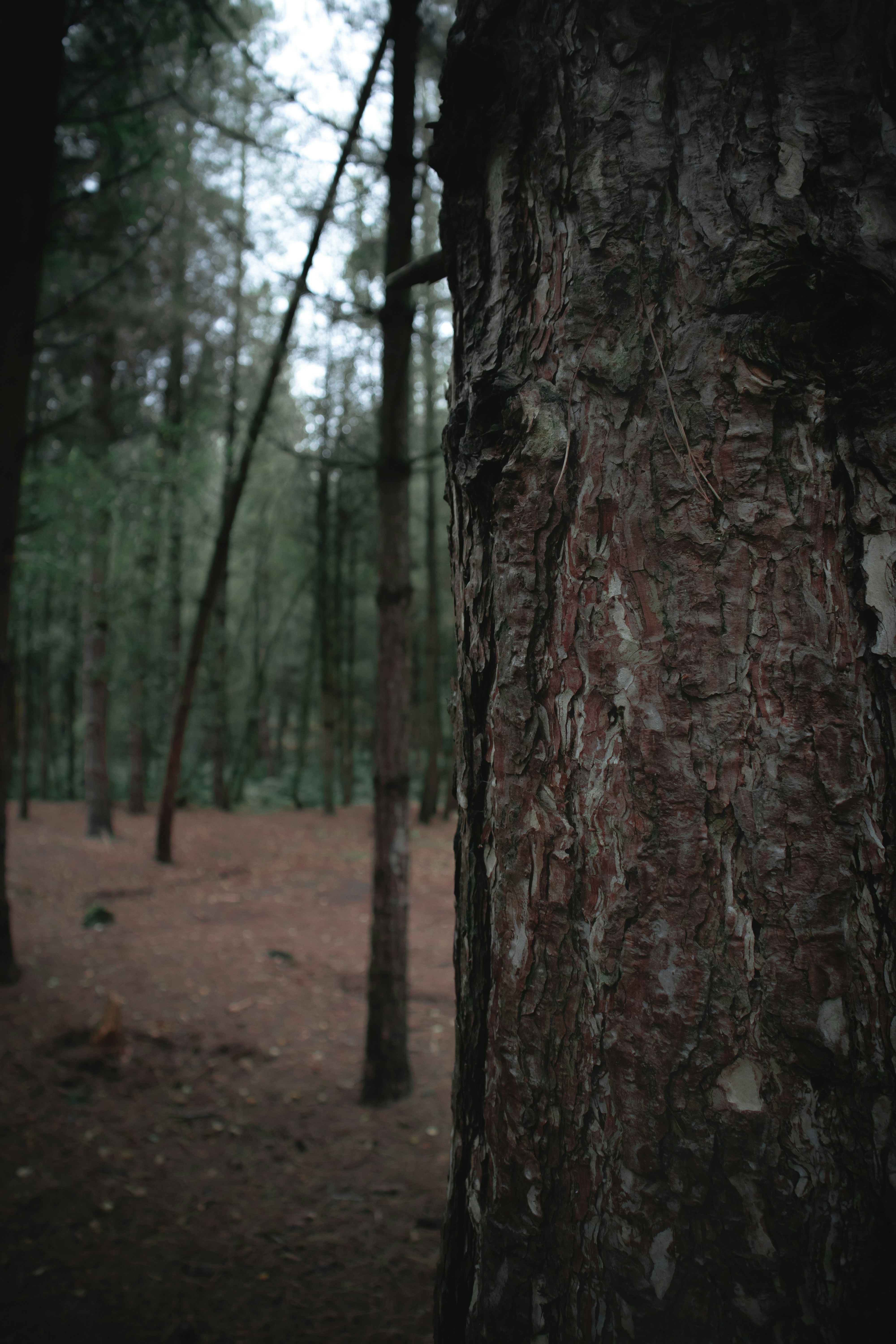 moody forest wallpaper, wallpaper, Foggy Morning Wallpapers: Embrace the Mystical 5