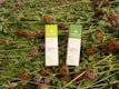 Two rectangular packages of Lamacoppa Leaf Sciences full spectrum hemp extract lie on a bed of green foliage and red clover flowers. The packaging is primarily green and white with floral designs and text indicating the product details.