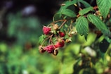 A cluster of ripe red raspberries hanging from a branch with green leaves in a natural setting. The background is blurred, creating a soft focus on the berries and leaves.