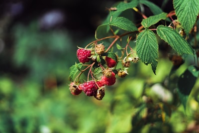 A cluster of ripe red raspberries hanging from a branch with green leaves in a natural setting. The background is blurred, creating a soft focus on the berries and leaves.