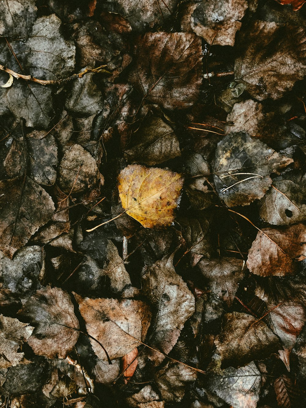 a yellow leaf laying on top of a pile of leaves