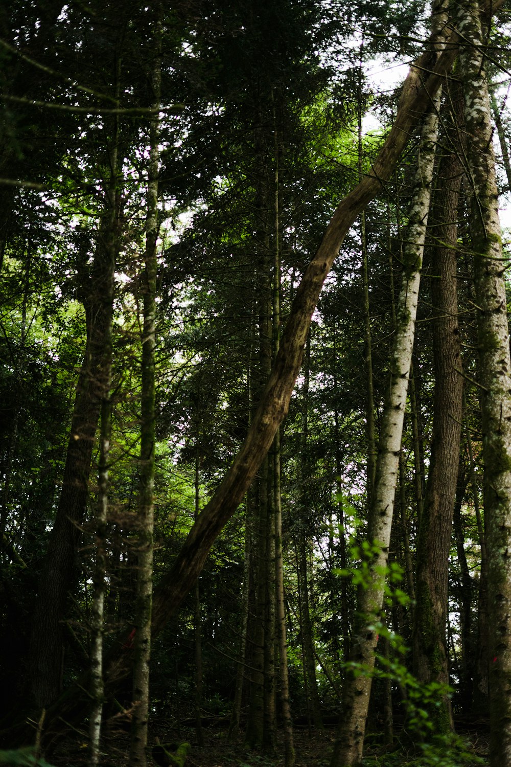 a tree in a forest