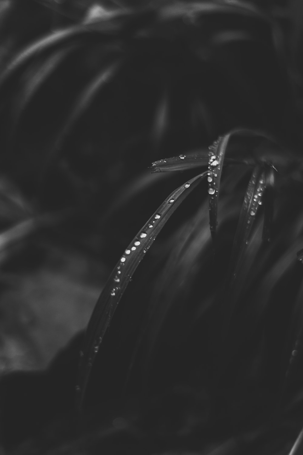 a black and white photo of a plant with drops of water on it