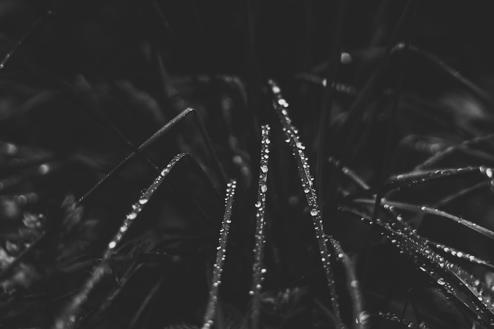a black and white photo of dew covered grass