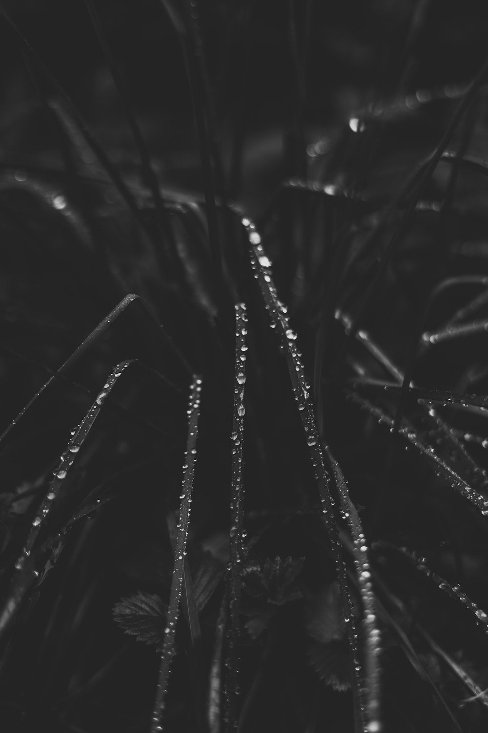 a black and white photo of water droplets on a plant