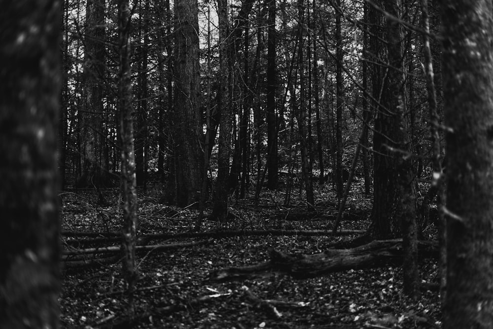 a black and white photo of a forest