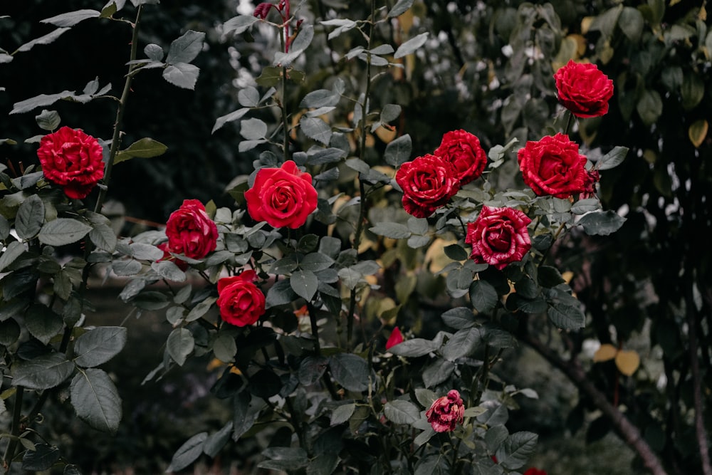 um arbusto de rosas vermelhas com folhas verdes