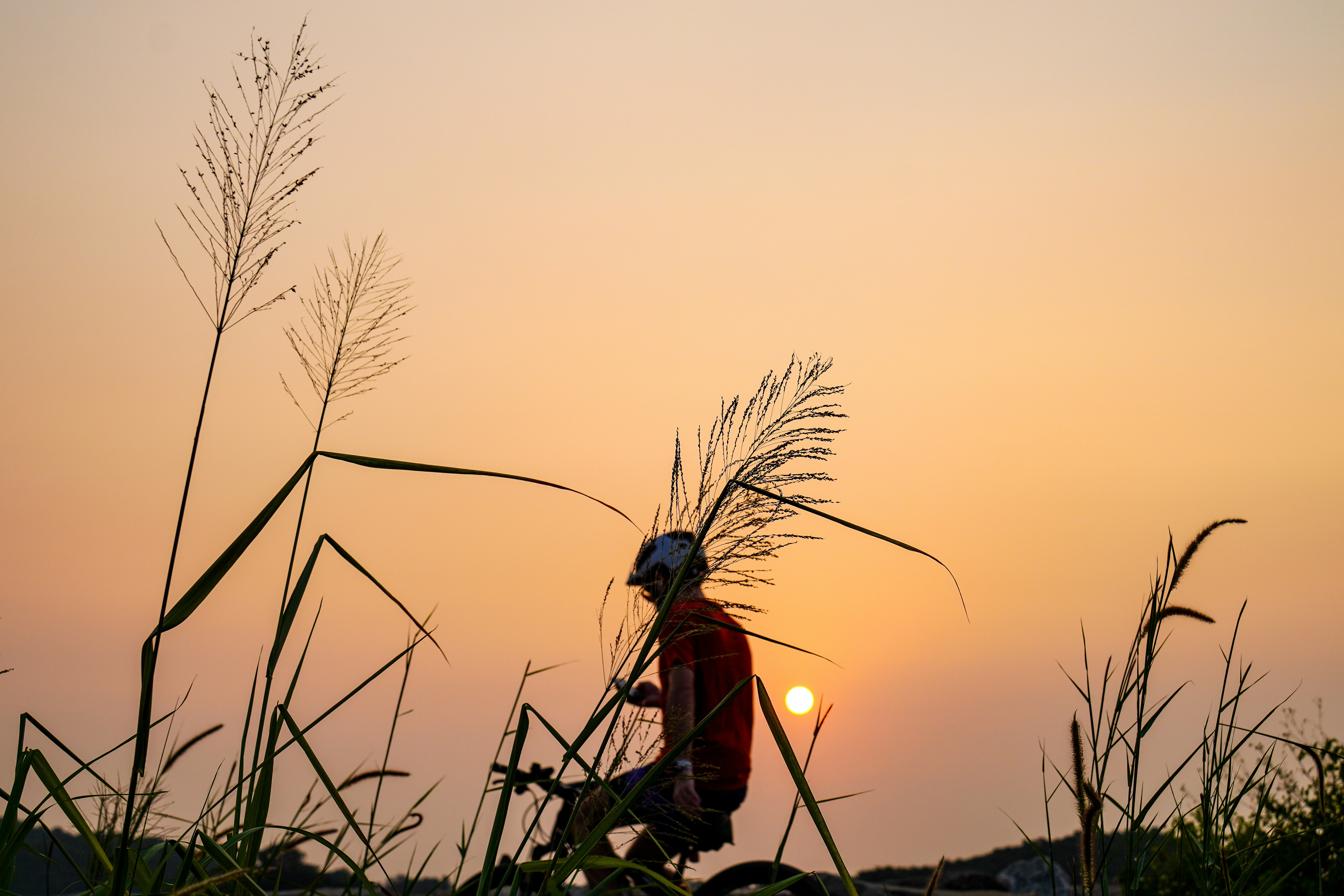 a person riding a bike through tall grass