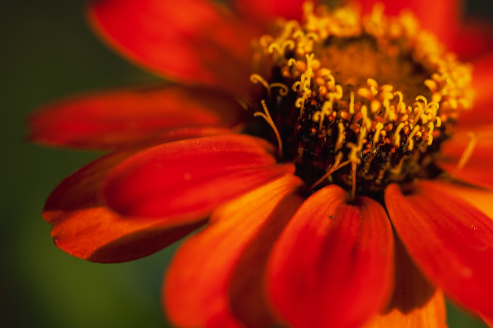 a close up of a red flower with a green background