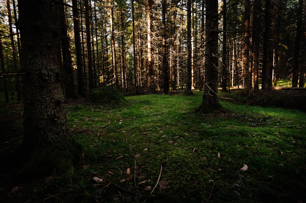 a grassy area in the middle of a forest