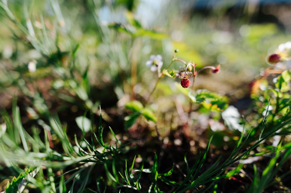 a close up of some grass and flowers