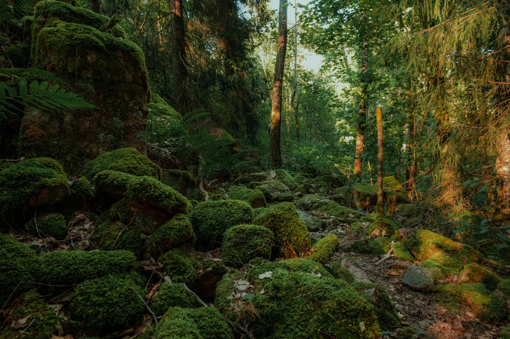 a lush green forest filled with lots of trees