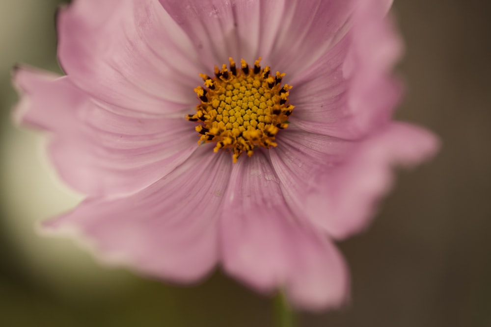 a close up of a pink flower with a yellow center