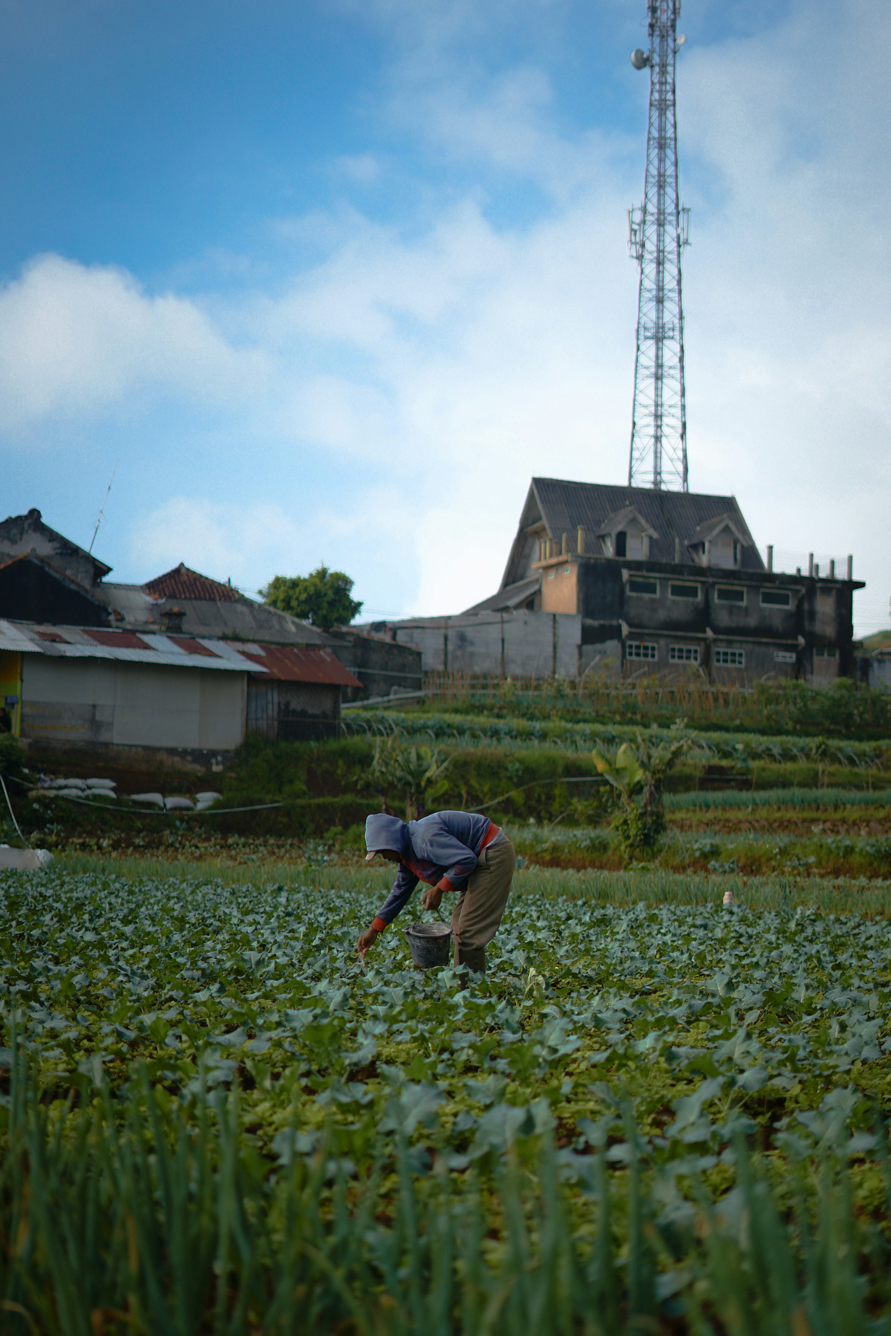 African farmer tending to green crops in golden afternoon light, rich dark soil, clear blue sky