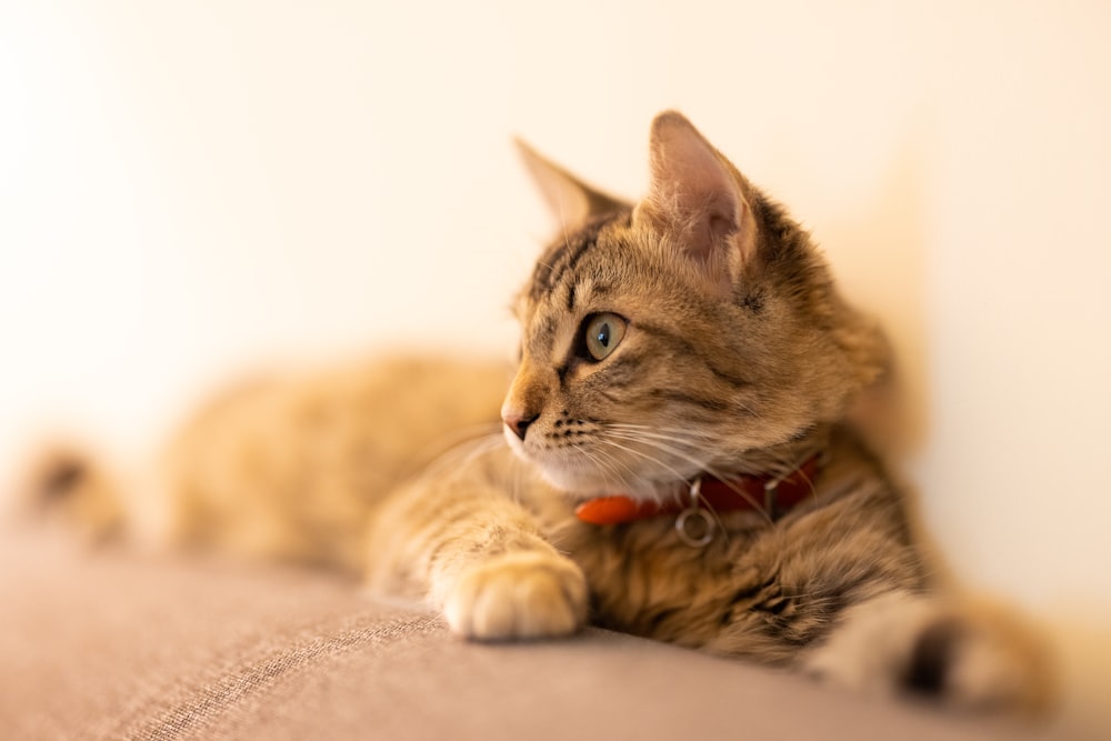 Un gato acostado encima de una cama junto a una pared