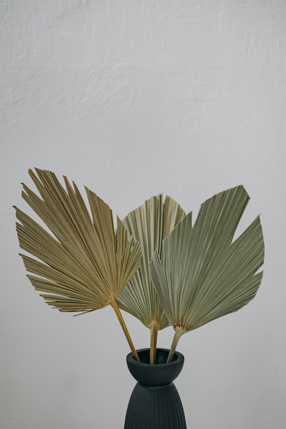 a black vase with two large leaves in it