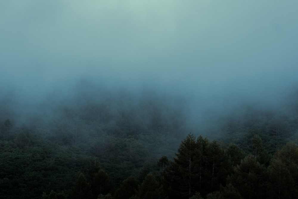 a foggy forest with trees in the foreground