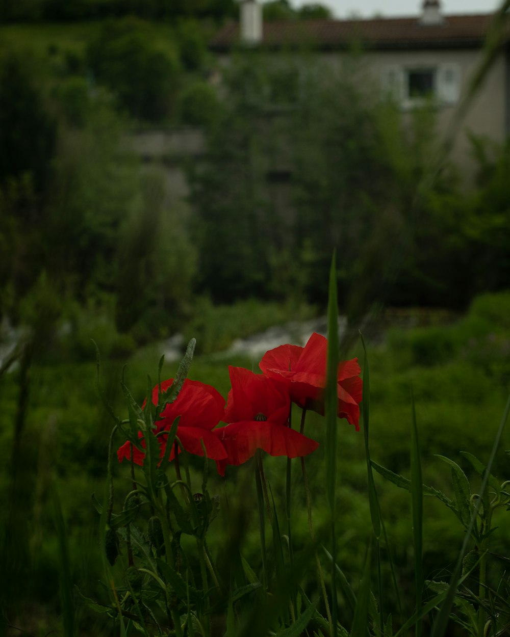 a red flower in a grassy field with a house in the background