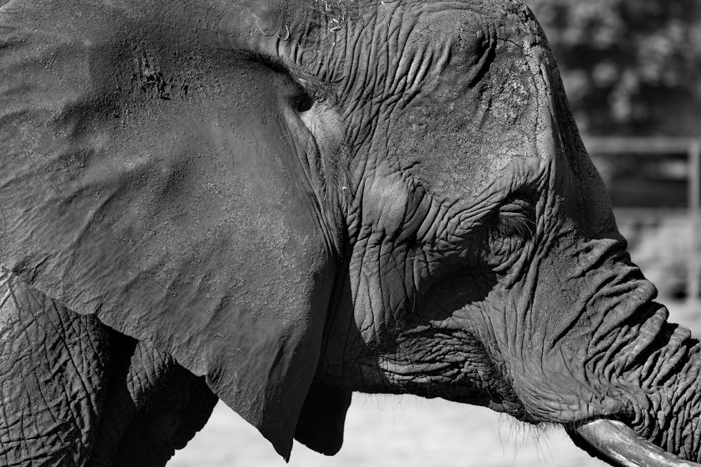 a black and white photo of an elephant